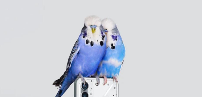 Parrots